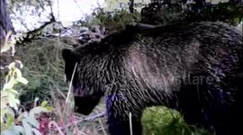 Grizzly Bear Scratchng