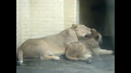 Mammy and baby lion cub bonding