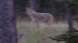 Coyote Howling