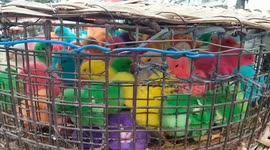 Colorful chicks