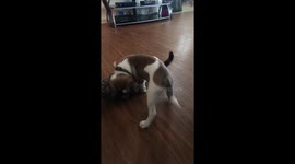 Evil cat