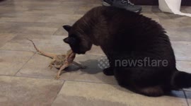 Cat lovingly head bumps bearded dragon