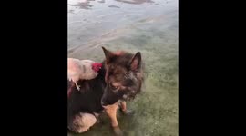 Dog and chicken when the tide comes in