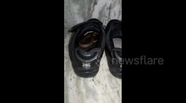 Boy survives after being bitten by baby cobra hiding in his shoe
