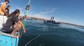 White shark sniffs the GoPro