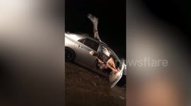 Bizarre moment camel becomes trapped inside car after smashing through windshield in head on collision