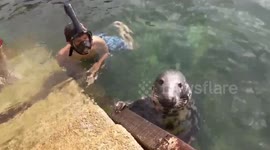 Hilarious moment a snorkeler is joined at a harbourside - by a SEAL