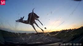 Shocking dashcam footage captures deer crashing into car on Ottawa highway