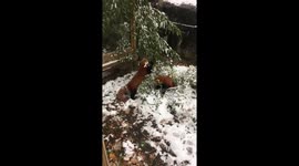 Red pandas playing in snow
