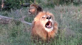 Big male lions display dominance with their powerful roar