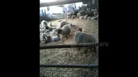 sheep baaing