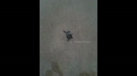 3 day old Baby Turtle running to the sea, Bali. Will he make it!!?!??