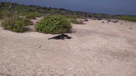 Sea Lion Meets Iguana - Hi Res Version