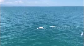 30 rare Chinese white dolphins leap out of sea in southern China