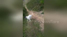 Clueless pup isn't quite so good at fetch
