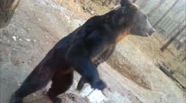 Funny Animal Footage - Bear Standing Begging for Food
