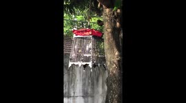 My red wirskered bulbul