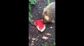 Sacha the rescue hedgehog munches on watermelon for first time