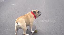 The dog riding on skateboard