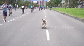 The dog riding on skateboard