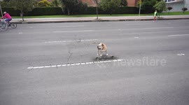 The dog riding on skateboard