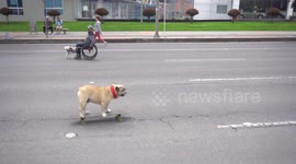 The dog riding on skateboard