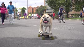 Skateboarding dog stuns onlookers in Bogota, Colombia