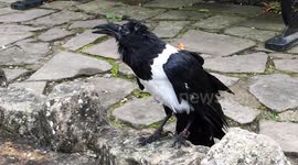 African Raven Talking
