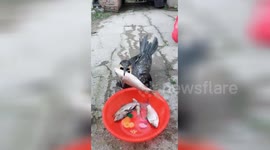 Hungry cormorant swallows six fish in ten seconds
