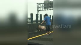 Runaway pig caught on motorway, adopted by highway worker