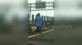 Runaway pig caught on motorway, adopted by highway worker