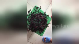 Mystery sea creature found on shore in Vietnam