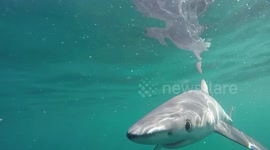 Incredible video shows blue sharks swimming off the UK's coast - and nibbling the camera
