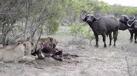 Buffalo herd investigate lions busy feeding on one of their members