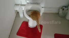 Thirsty Cat drinking from Toilet