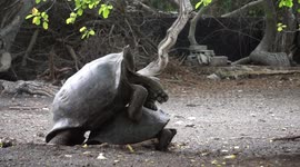 Galapagos Tortoises Mating