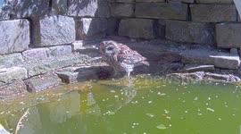 Robert E Fuller: Who' Who's Feeling Hot? Watch this tawny cool off this summer