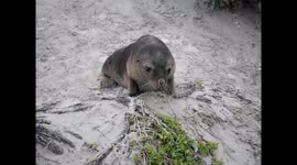Baby Sea Lion sneeze