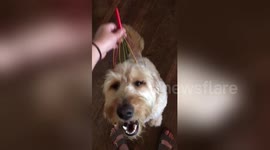 This puppy enjoying a head massage sure is living her best life