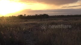Australian wildlife. Emu's,leave me alone.