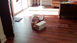 A Kitten and his First Box
