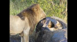 Lion eats Elephant head, maggots and all!