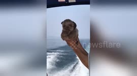 Adorable puppy on a boat moves his paws in swimming motion