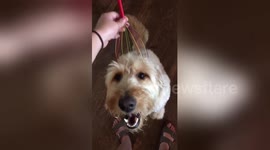 This puppy enjoying a head massage sure is living her best life