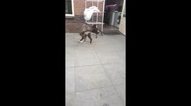 Dog going crazy over his tail