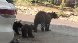 Mama bear with cubs charges cabin with frightened family inside