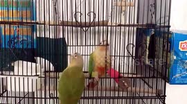 The power of teamwork! Two parrots help each other escape cage