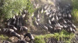 Spectacular footage of wildebeest crossing river behind people's campsite