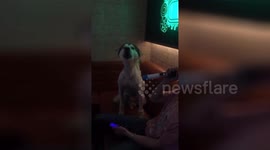 This husky howls to duet with his master's karaoke