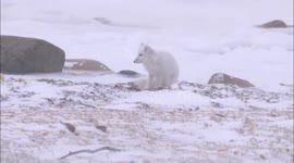 Arctic Fox and Red Fox